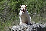 BOULEDOGUE AMERICAIN 030
